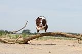 BORDER COLLIE 491